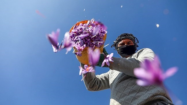 تم تصدیر ما مجموعه 65.71 ملیون دولار من الزعفران من إیران خلال الأشهر الستة الأولى من العام الإیرانی الحالی (21 مارس - 22 سبتمبر)، وهو عضو فی مجلس إدارة المجلس الوطنی الإیرانی للزعفران.