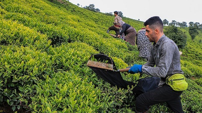 تم تصدیر ما مجموعه 22،723 طنًا من الشای بقیمة 29.5 ملیون دولار من إیران خلال الأشهر الثمانیة الأولى من العام الإیرانی الحالی، مسجلة ارتفاعًا بنسبة 31.7٪ فی القیمة مقارنة بالفترة المماثلة من العام الماضی.