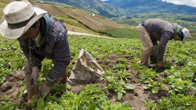 قال وزیر الزراعة الفنزویلی ویلمار کاسترو سوتیلدو إن کاراکاس عرضت ما لا یقل عن خمسة ملایین هکتار من الأراضی فی أعقاب اتفاقیات الاستثمار الزراعی مع منتجین من إیران ودول أخرى.