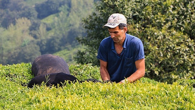 أنتجت إیران ما یصل إلى 149.310 أطنان من الشای فی هذا العام المحصولی لتسجل رقما قیاسیا على مدى 13 عاما، وفقا لرئیس منظمة الشای الإیرانیة.