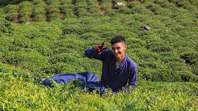 ارتفع إنتاج أوراق الشای الأخضر فی مقاطعتی جیلان ومازندران شمالی إیران بنسبة 42% هذا العام، وفقًا لرئیس منظمة الشای فی البلاد.