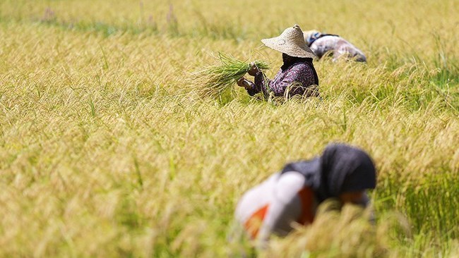 بحسب تقریر منظمة الأغذیة والزراعة، انخفض إنتاج الأرز الإیرانی فی محصول 2023 بمقدار 100 ألف طن مقارنة بالعام السابق، من 2.3 ملیون طن فی العام السابق إلى 2.1 ملیون طن فی محصول 2023.