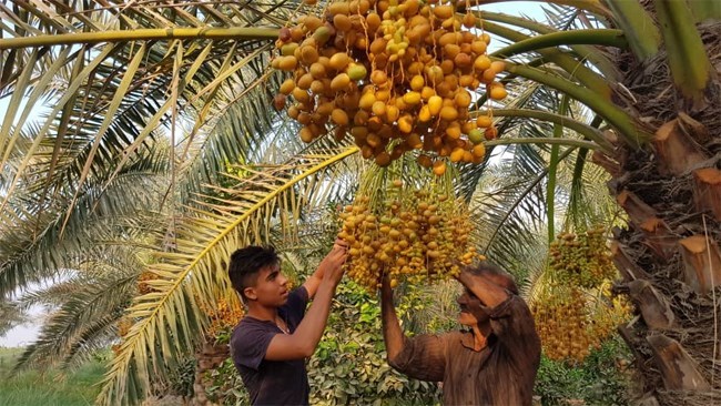 یقول رئیس الجمعیة الوطنیة للتمور فی إیران، محسن رشید فَرُخی، إن إنتاج البلاد السنوی من التمور یبلغ 1.3 ملیون طن.