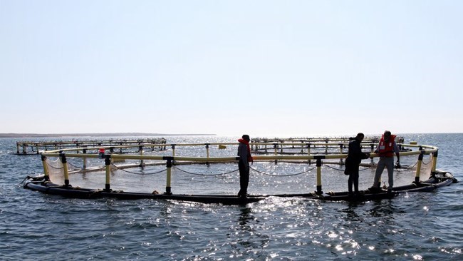 قال الأمین العام لاتحاد إنتاج وتجارة مصاید الأسماک الإیرانیة إن البلاد تصدر الأسماک المائیة إلى أکثر من 50 دولة.