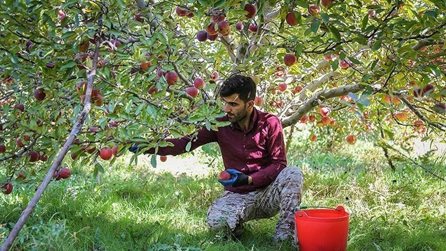 تراجعت صادرات إیران من التفاح بمقدار النصف تقریبًا من حیث الحجم فی السنة التقویمیة الماضیة، وفقًا لمسؤول کبیر فی وزارة الزراعة الإیرانیة (MAJ).