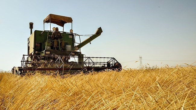 تقول وزارة الزراعة الإیرانیة إن مشتریات القمح المحلیة هذا العام وصلت إلى 10 ملایین طن متری.