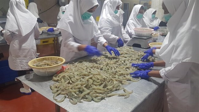 شهدت صادرات المأکولات البحریة الإیرانیة نموًا بنسبة 32% على أساس سنوی من حیث القیمة والحمولة فی الأشهر الخمسة حتى 22 أغسطس، وفقًا لمسؤول کبیر فی منظمة مصاید الأسماک الإیرانیة.