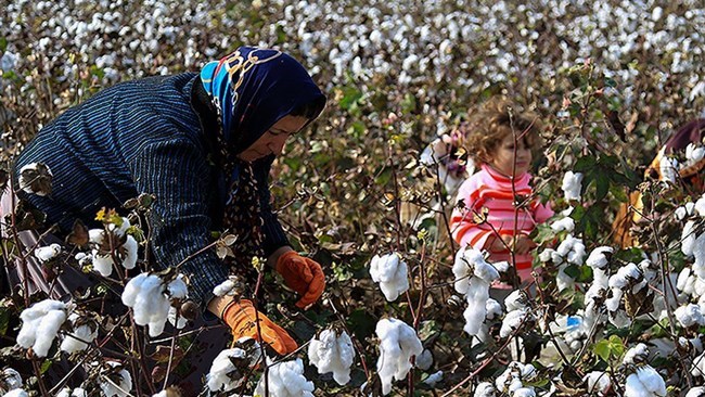 قال مسؤول کبیر فی وزارة الزراعة الإیرانیة، إن الجهود تبذل فی إیران للوصول إلى الاکتفاء الذاتی فی إنتاج القطن من خلال زیادة الدعم للمزارعین.