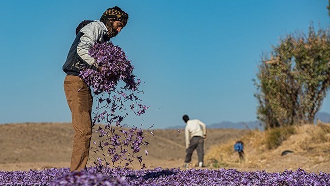 من المتوقع أن تنتج إیران ما بین 350 إلى 400 طن من الزعفران هذا العام، بحسب مسؤول کبیر فی وزارة الجهاد الزراعی.