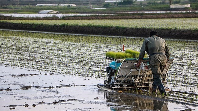 تخطط إیران لإنتاج ما یصل إلى 2.5 ملیون طن من الأرز فی العام التقویمی الجدید الذی بدأ فی 20 مارس، وفقًا لمسؤول مطلع على الأمر.