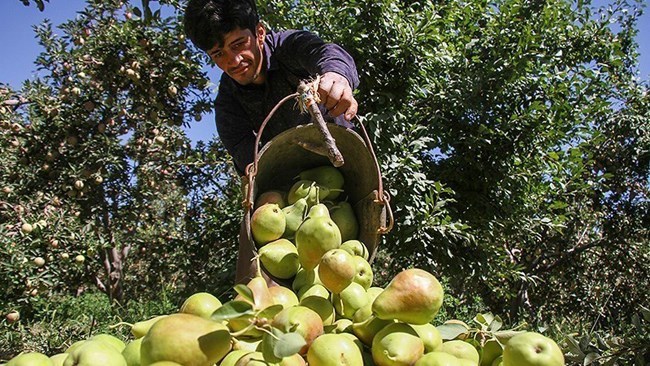 تظهر أرقام مکتب الجمارک الإیرانی (إیریکا) أن صادرات البلاد الزراعیة ارتفعت بشکل ملحوظ فی الأشهر الخمسة حتى أواخر أغسطس مقارنة بالفترة نفسها من العام الماضی.