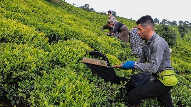 تم تصدیر ما مجموعه 3376 طنًا من الشای الإیرانی بقیمة 3.28 ملیون دولار إلى 20 دولة فی الشهرین الأولین من العام الإیرانی الحالی (21 مارس - 21 مایو)، وفقًا للمدیر التنفیذی لنقابة مصانع الشای.
