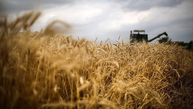 اشترت الحکومة الإیرانیة أکثر من 5 ملایین طن متری من القمح من المزارعین المحلیین فی أول 100 یوم من عملیة شراء القمح الوطنیة، وفقًا لوزارة الزراعة فی البلاد.